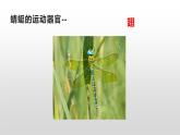 2022年苏教版17.2动物运动依赖一定的结构PPT