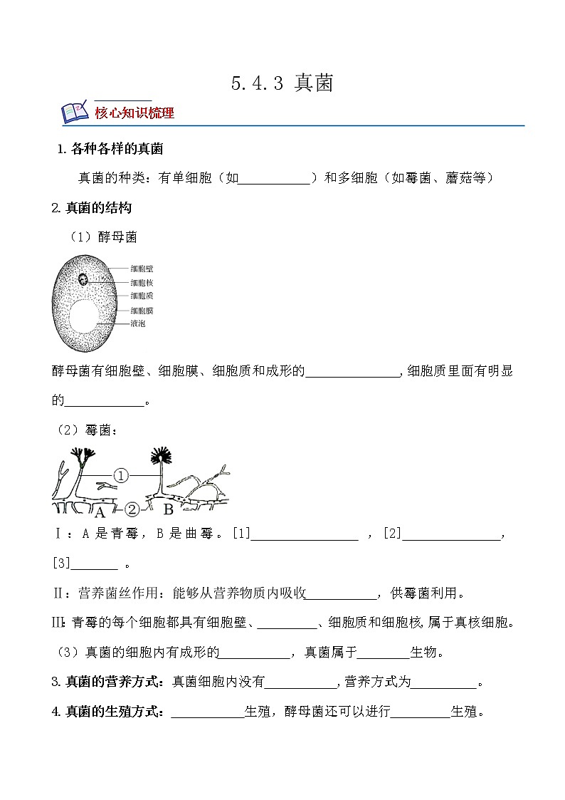 【培优分级练】人教版生物八年级上册 5.4.3《真菌》同步分级练（含解析）01