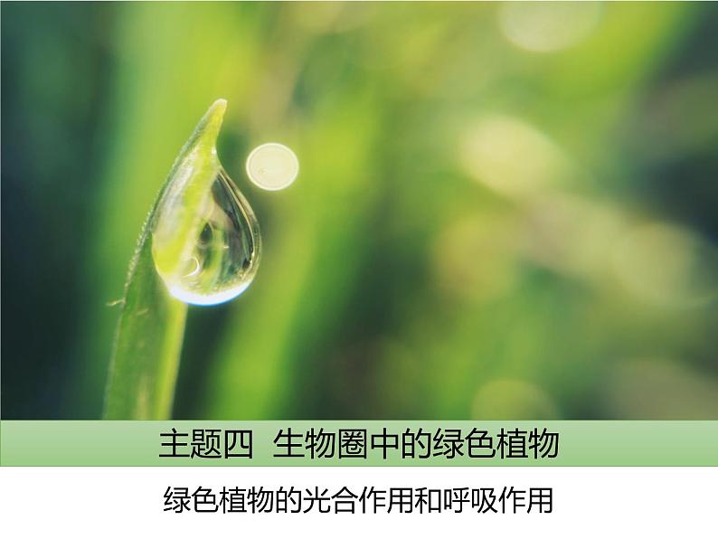 生物圈中的绿色植物第1页