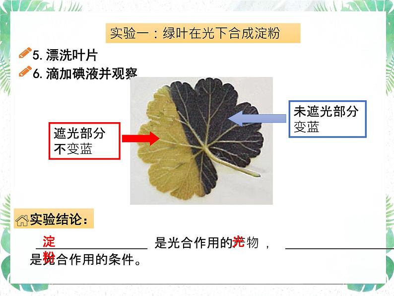 生物圈中的绿色植物第7页