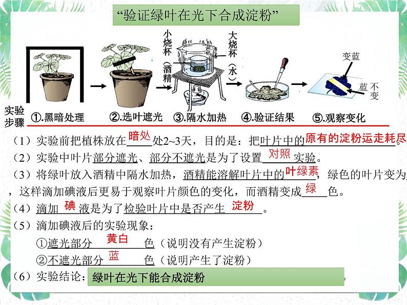 生物圈中的绿色植物第8页