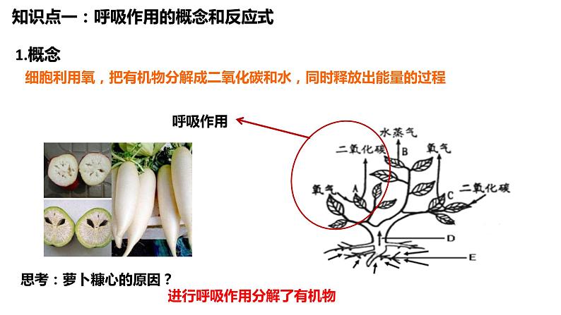 植物的呼吸作用复习第1页