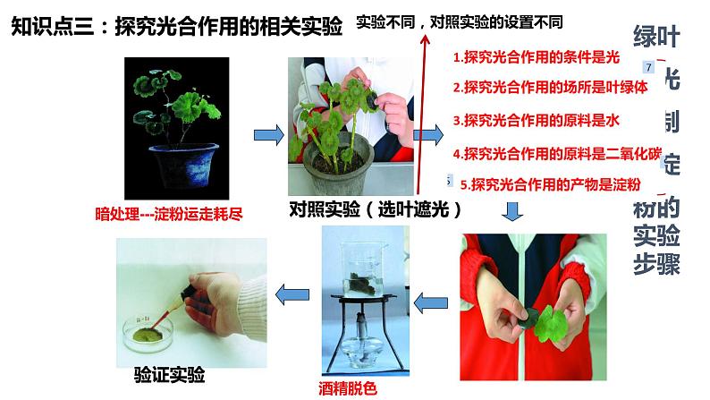 植物的光合作用复习第6页