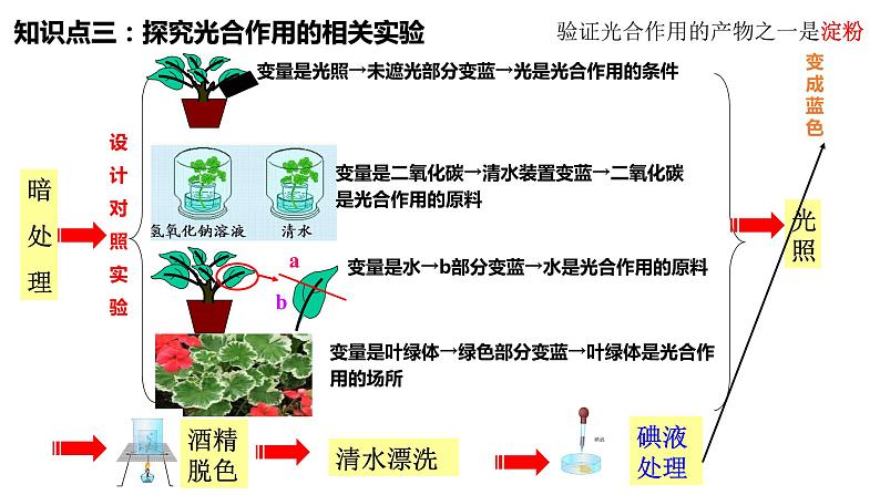 植物的光合作用复习第7页