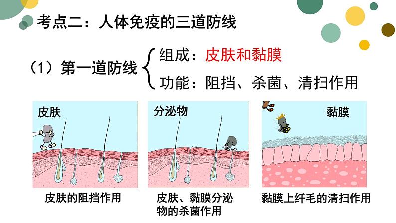 （中考复习课件）传染病及免疫第8页