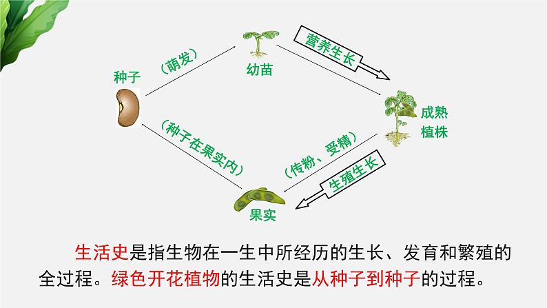 （中考复习课件）种子萌发形成幼苗第4页