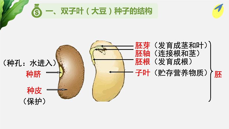 （中考复习课件）种子萌发形成幼苗第5页