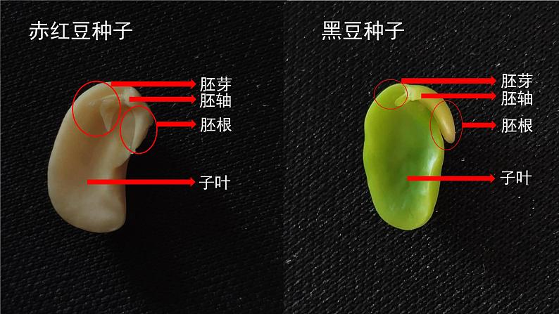 （中考复习课件）种子萌发形成幼苗第6页