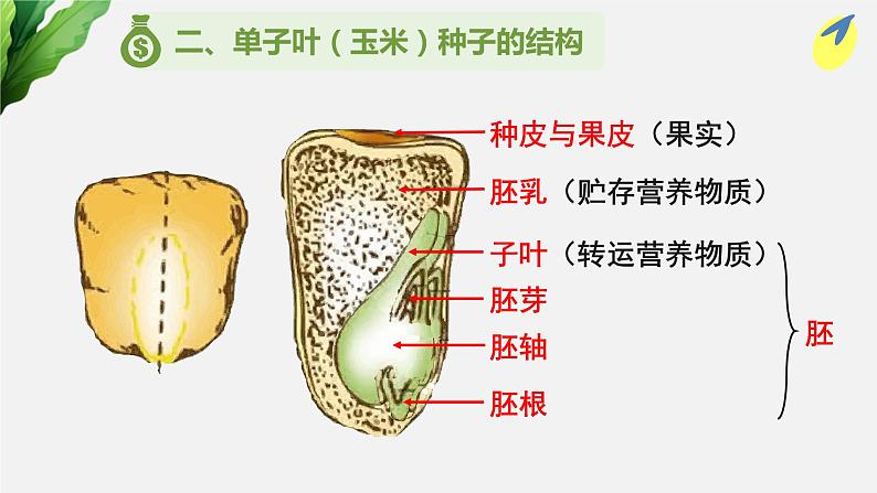 （中考复习课件）种子萌发形成幼苗第8页