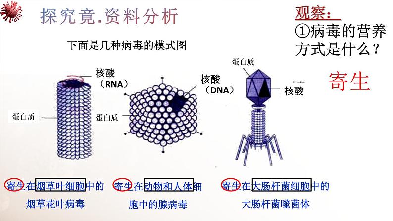 八年级生物 5病毒课件08