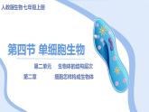 4单细胞生物  七年级生物 课件