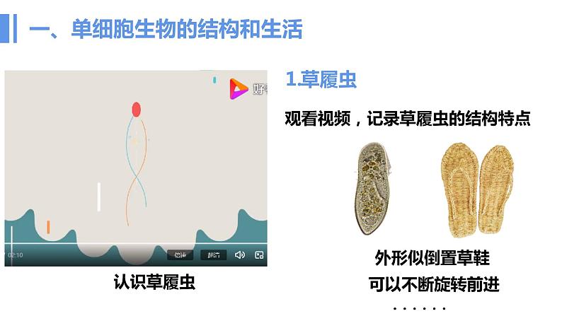 4单细胞生物  七年级生物 课件03