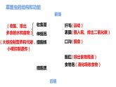 4单细胞生物  七年级生物 课件