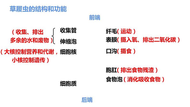 4单细胞生物  七年级生物 课件05