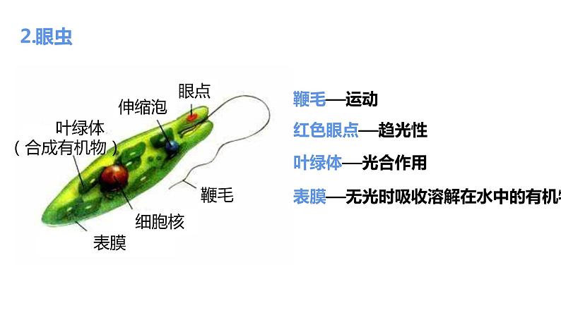 4单细胞生物  七年级生物 课件08