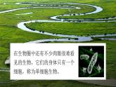 七年级生物 4单细胞生物 课件