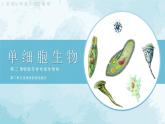 七年级生物 4单细胞生物 课件