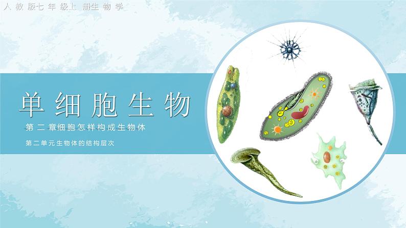 七年级生物 4单细胞生物第3页