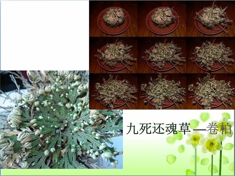 2022北师大版七年级生物上册第1单元认识生命第1章生命的世界第1节形形色色的生物课件第7页