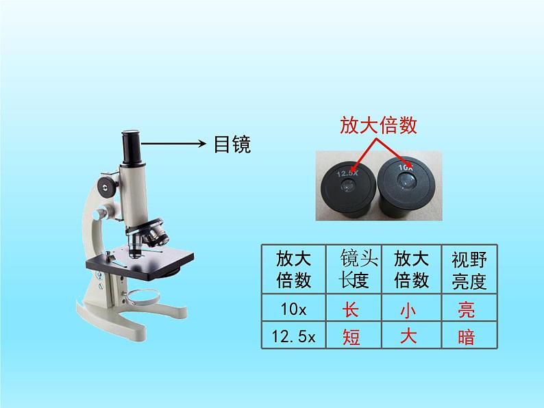 2022北师大版七年级生物上册第2单元生物体的结构第3章细胞第1节细胞的基本结构和功能第1课时课件第8页