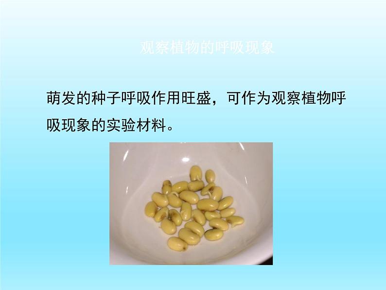 2022北师大版七年级生物上册第3单元生物圈中的绿色植物第5章绿色开花植物的生活方式第2节呼吸作用课件第5页