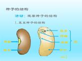 2022北师大版七年级生物上册第3单元生物圈中的绿色植物第6章绿色开花植物的生活史第1节种子萌发形成幼苗课件