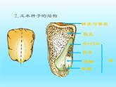 2022北师大版七年级生物上册第3单元生物圈中的绿色植物第6章绿色开花植物的生活史第1节种子萌发形成幼苗课件