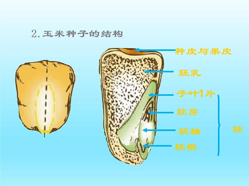 2022北师大版七年级生物上册第3单元生物圈中的绿色植物第6章绿色开花植物的生活史第1节种子萌发形成幼苗课件04