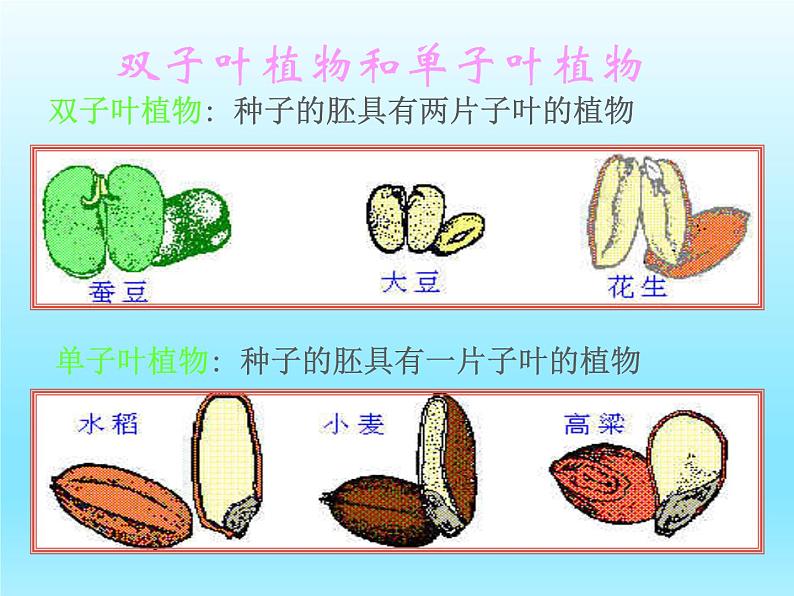 2022北师大版七年级生物上册第3单元生物圈中的绿色植物第6章绿色开花植物的生活史第1节种子萌发形成幼苗课件06