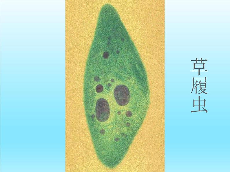 2022北师大版八年级生物上册第五单元生物圈中的动物和微生物第15章动物的运动第1节动物运动的方式课件第3页