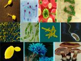 2022北师大版八年级生物上册第五单元生物圈中的动物和微生物第18章生物圈中的微生物第1节微生物在生物圈中的作用课件