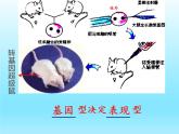 2022北师大版八年级生物上册第六单元生命的延续第20章生物的遗传和变异第5节遗传与环境课件