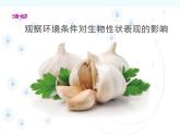 2022北师大版八年级生物上册第六单元生命的延续第20章生物的遗传和变异第5节遗传与环境课件