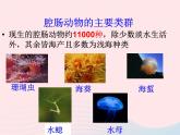 2022人教版八年级生物上册第一章动物的主要类群第一节腔肠动物和扁形动物课件1