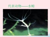 2022人教版八年级生物上册第一章动物的主要类群第一节腔肠动物和扁形动物课件1