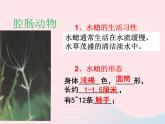 2022人教版八年级生物上册第一章动物的主要类群第一节腔肠动物和扁形动物课件1