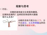 2022人教版八年级生物上册第一章动物的主要类群第一节腔肠动物和扁形动物课件1