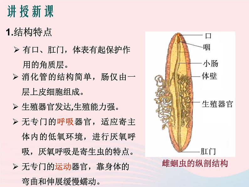 2022人教版八年级生物上册第一章动物的主要类群第二节线形动物和环节动物课件2第5页