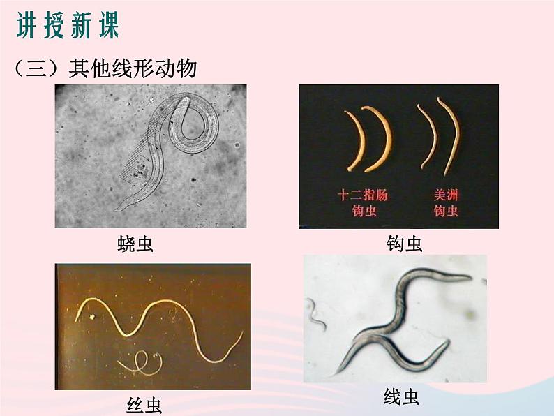 2022人教版八年级生物上册第一章动物的主要类群第二节线形动物和环节动物课件2第7页