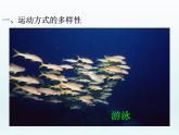 2022人教版八年级生物上册第二章动物的运动和行为第一节动物的运动课件