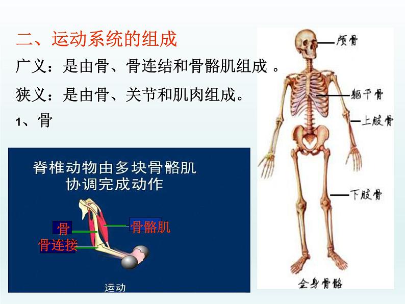 2022人教版八年级生物上册第二章动物的运动和行为第一节动物的运动课件04