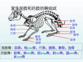 2022人教版八年级生物上册第二章动物的运动和行为第一节动物的运动课件