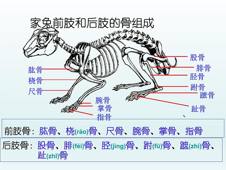 2022人教版八年级生物上册第二章动物的运动和行为第一节动物的运动课件05