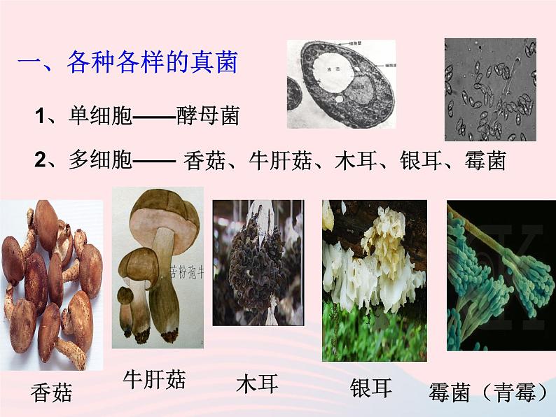 2022人教版八年级生物上册第四章细菌和真菌第三节真菌课件2第2页