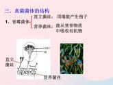 2022人教版八年级生物上册第四章细菌和真菌第三节真菌课件2