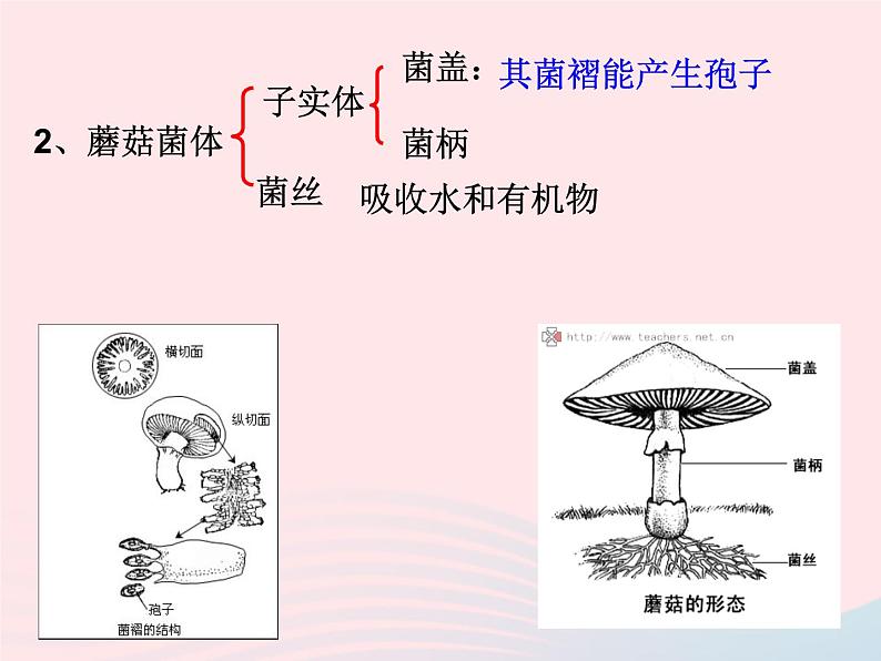 2022人教版八年级生物上册第四章细菌和真菌第三节真菌课件2第5页