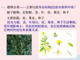 2022人教版八年级生物上册第六单元生物的多样性及其保护第一章根据生物的特征进行分类第一节尝试对生物进行分类课件2