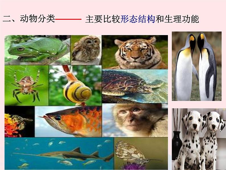 2022人教版八年级生物上册第六单元生物的多样性及其保护第一章根据生物的特征进行分类第一节尝试对生物进行分类课件2第4页