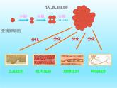 2022北师大版七年级生物上册第2单元生物体的结构第4章生物体的结构层次第2节生物体的器官系统课件