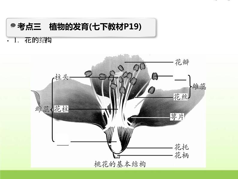 中考生物复习第9讲细菌真菌的繁殖植物的生殖和发育精讲课件07